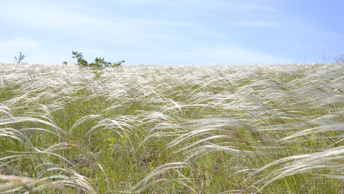 Feather grass. Volgograd region