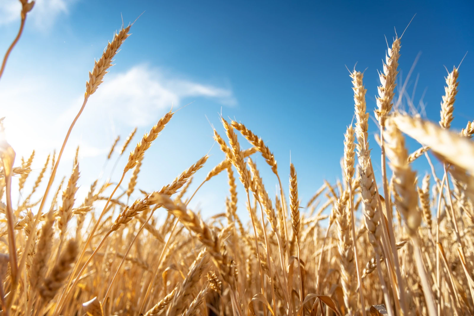 В России вывели новые сорта пшеницы