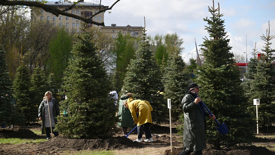 90 spruce trees from the RUSSIA EXPO were planted in the Rostokino Aqueduct Park