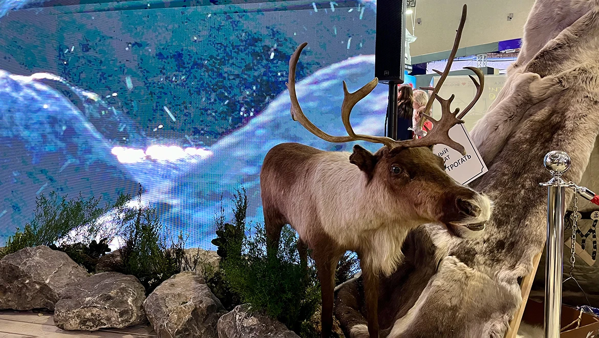 Rest under a pine tree and take a photo with a moose: the Komi Republic at the RUSSIA EXPO